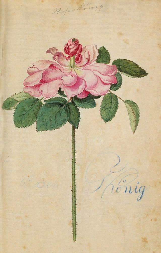 Große Abbildung Nr.3136: 138-1647 Morgenstern, Friedrich Wilhelm Christoph: (Botanik)