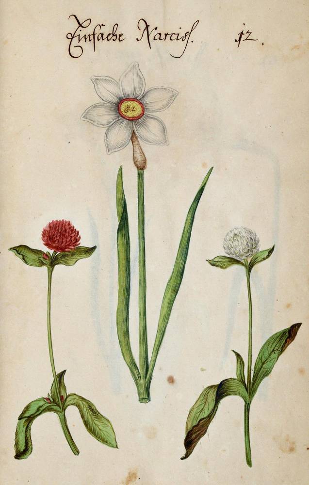 Große Abbildung Nr.315: 138-1647 Morgenstern, Friedrich Wilhelm Christoph: (Botanik)