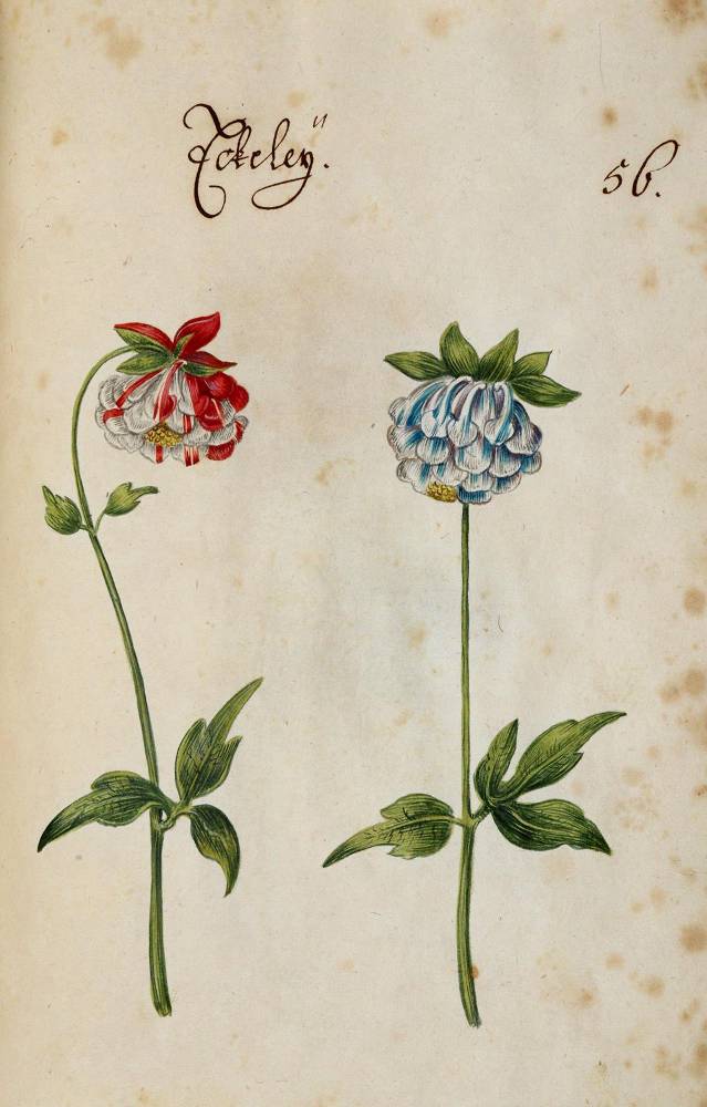 Große Abbildung Nr.358: 138-1647 Morgenstern, Friedrich Wilhelm Christoph: (Botanik)