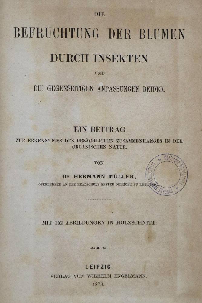 Große Abbildung Nr.1: 138-1648 Müller,H.: (Botanik)