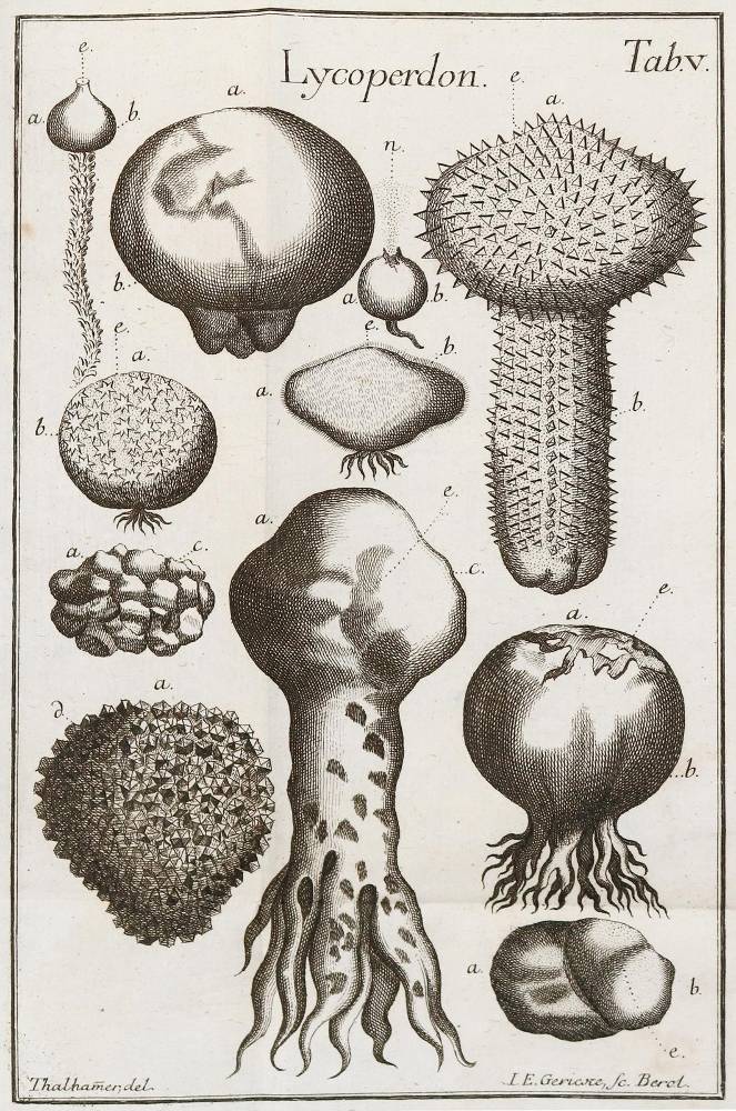 Große Abbildung Nr.1: 138-1653 Gleditsch,J.G.: (Botanik, Pilze)