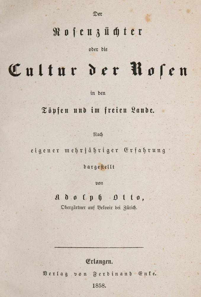 Große Abbildung Nr.1: 138-1656 Otto,A.: (Botanik, Rosen)