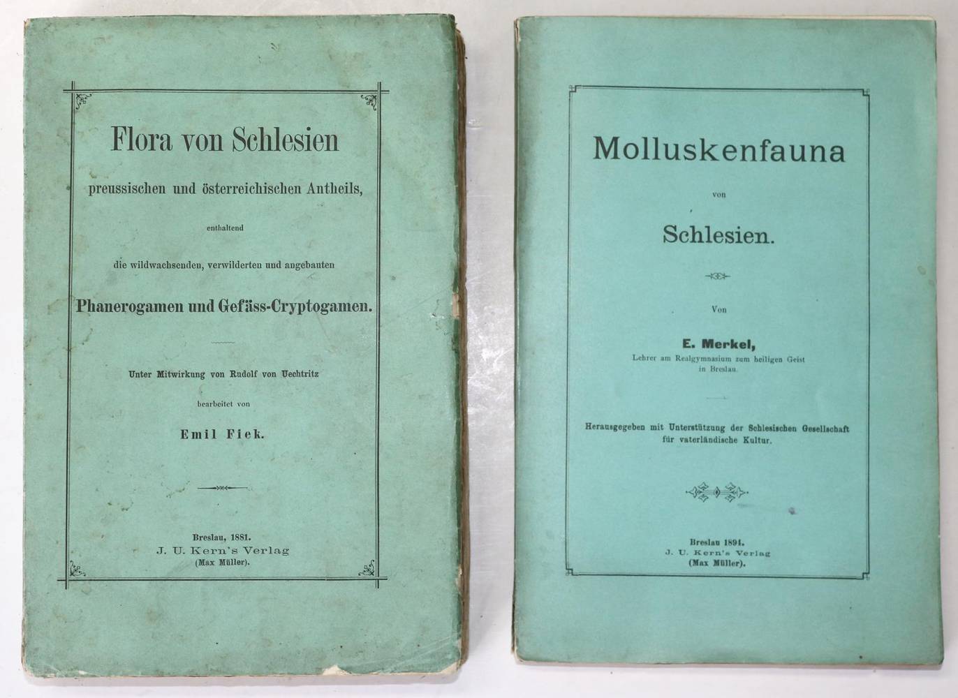 Große Abbildung Nr.1: 138-1662 Merkel,E.: (Botanik, Schlesien)
