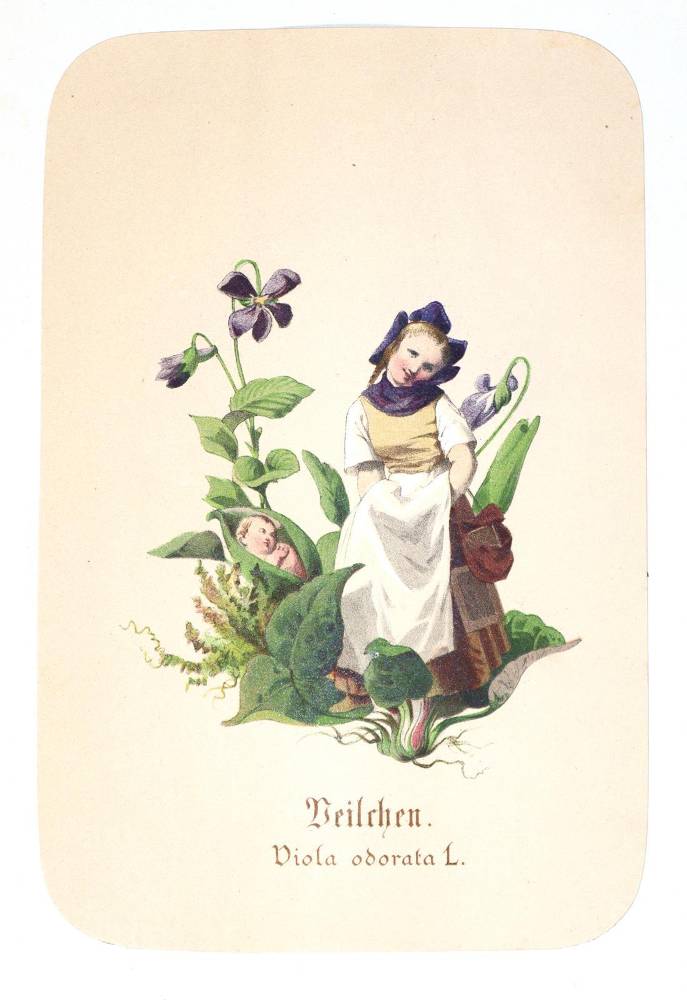 Große Abbildung Nr.1: 138-1664 Schroedter,A.: (Botanik)