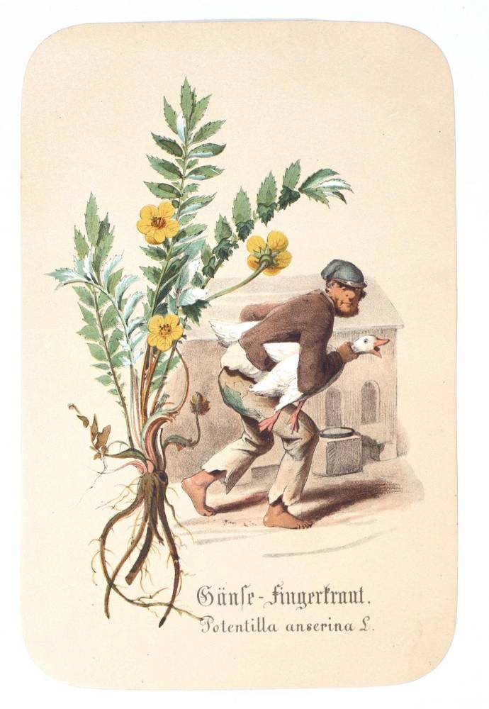 Große Abbildung Nr.2: 138-1664 Schroedter,A.: (Botanik)