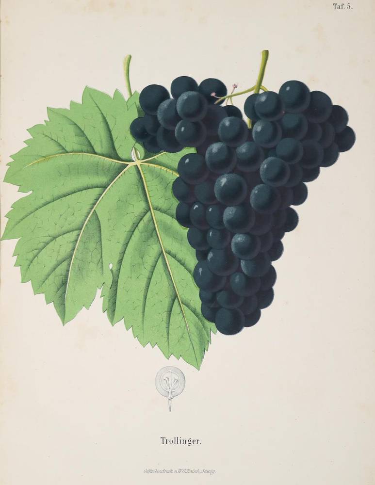 Große Abbildung Nr.1: 138-1667 Single,C.: (Botanik, Trauben)