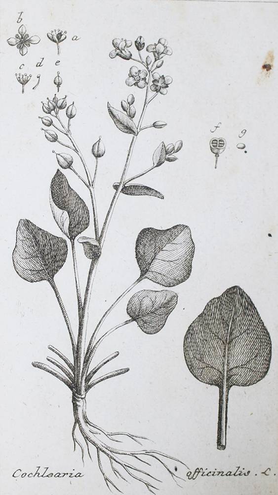 Große Abbildung Nr.1: 138-1674 (Zorn,J.).: (Botanik)