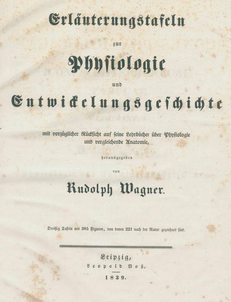 Große Abbildung Nr.1: 138-1676 Wagner,R.: (Medizin, Anatomie)
