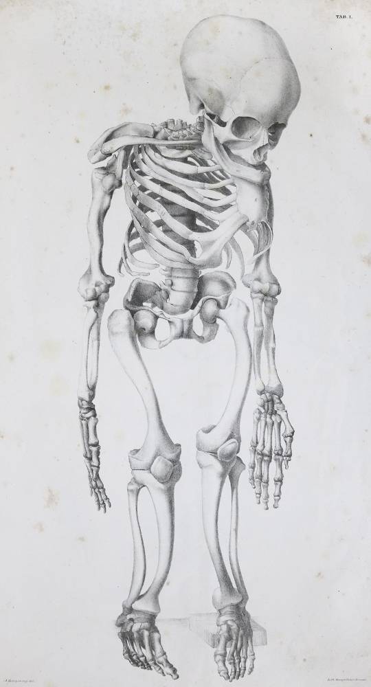 Große Abbildung Nr.1: 138-1715 Mayer,A.F.J.K.: (Medizin)