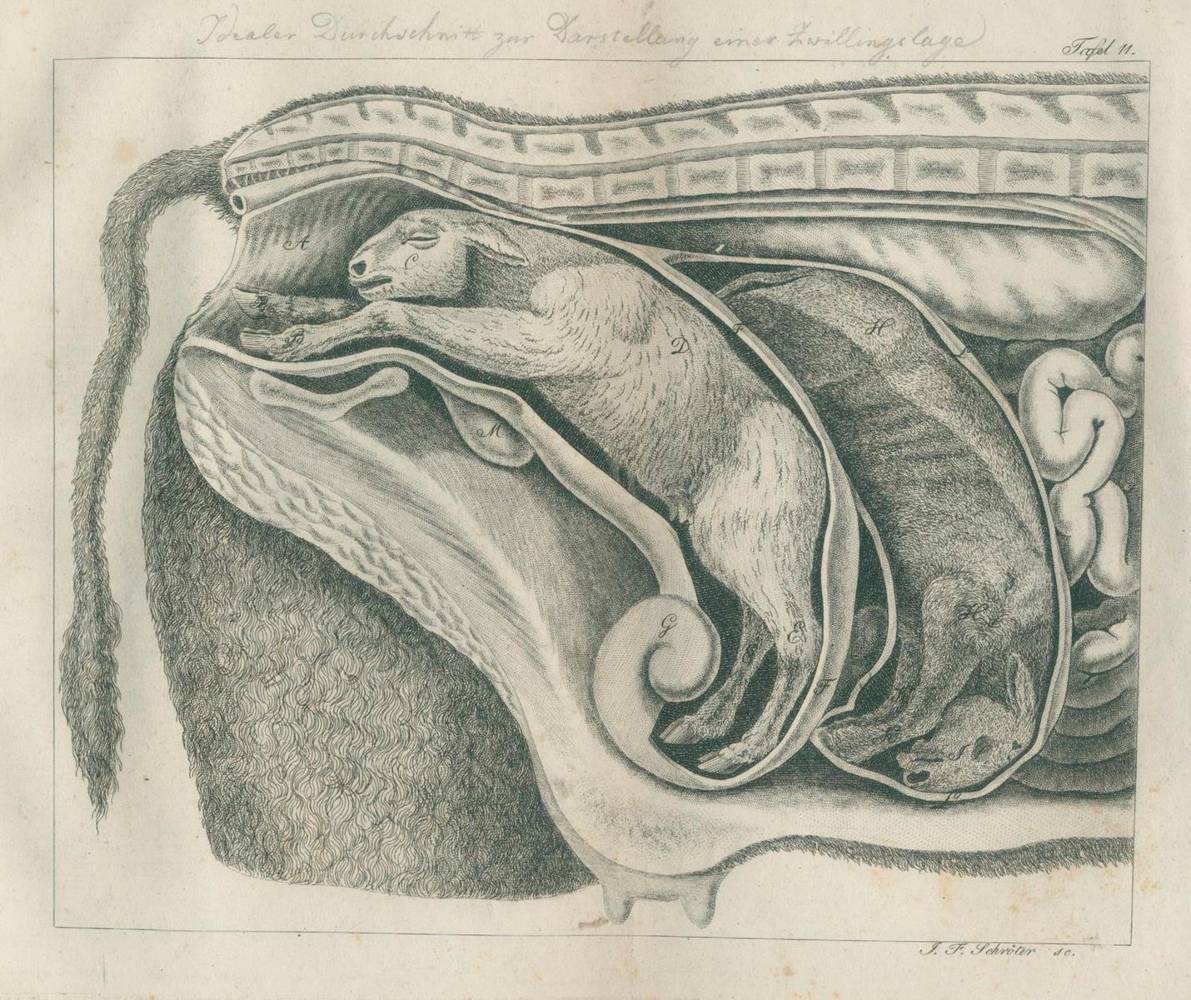 Große Abbildung Nr.2: 138-1748 Jörg,J.C.G.: (Medizin, Veterinärmedizin)