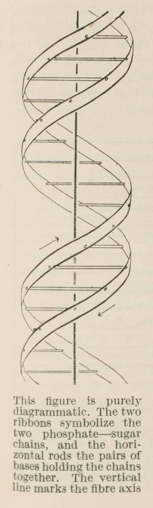 Große Abbildung Nr.1: 138-1759 Watson,J.D. u.a.: (Medizin)