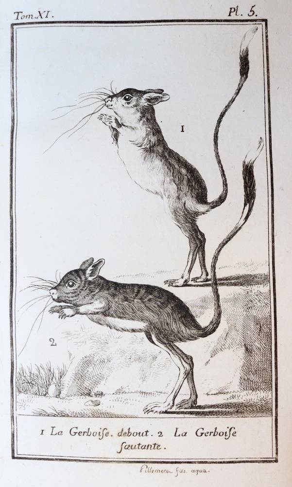 Große Abbildung Nr.4: 138-1765 Buffon,(G.L.L.)de.: (Zoologie)