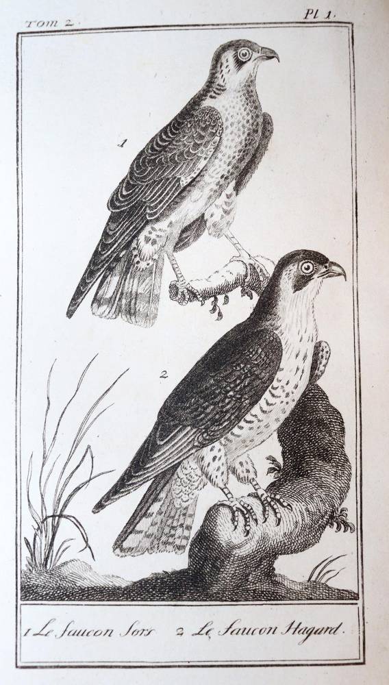 Große Abbildung Nr.7: 138-1765 Buffon,(G.L.L.)de.: (Zoologie)