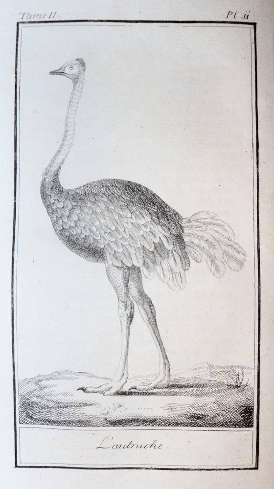 Große Abbildung Nr.8: 138-1765 Buffon,(G.L.L.)de.: (Zoologie)