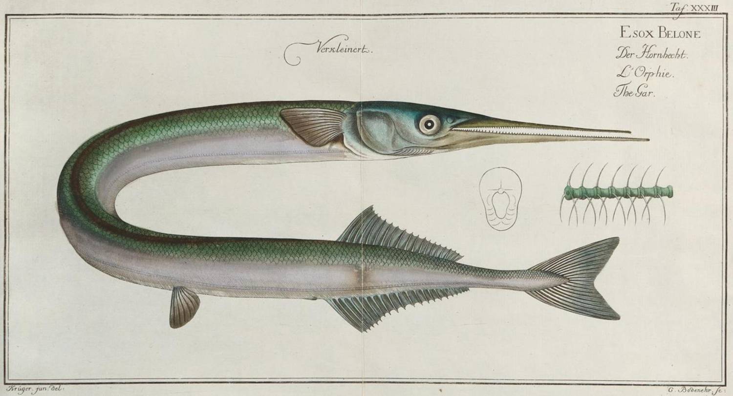 Große Abbildung Nr.1: 138-1768 Bloch,M.E.: (Zoologie, Fische)