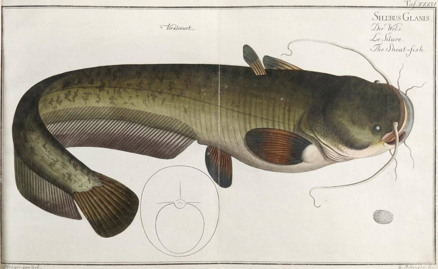 Große Abbildung Nr.2: 138-1768 Bloch,M.E.: (Zoologie, Fische)