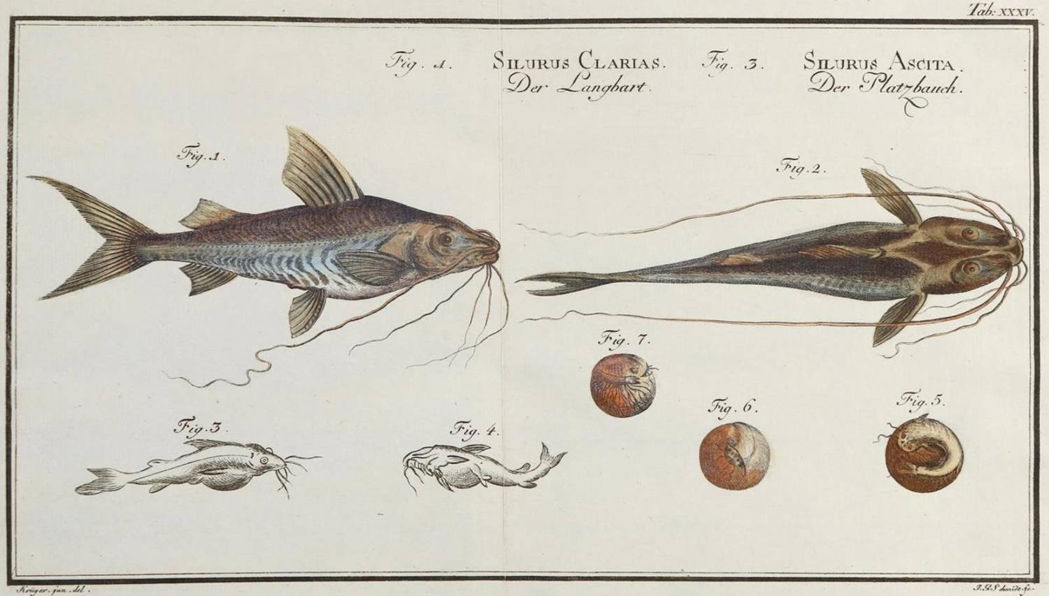 Große Abbildung Nr.3: 138-1768 Bloch,M.E.: (Zoologie, Fische)