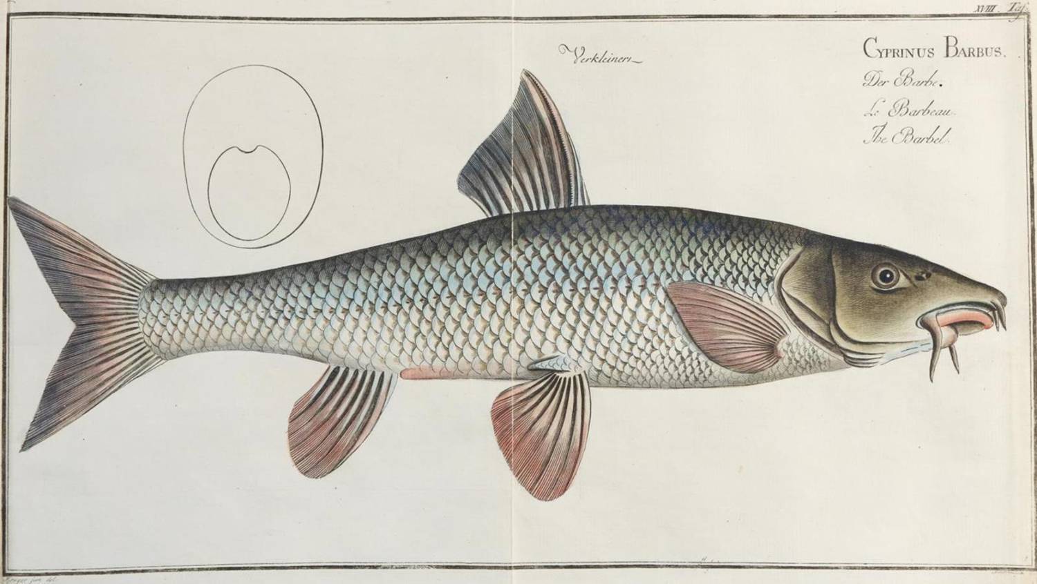 Große Abbildung Nr.5: 138-1768 Bloch,M.E.: (Zoologie, Fische)