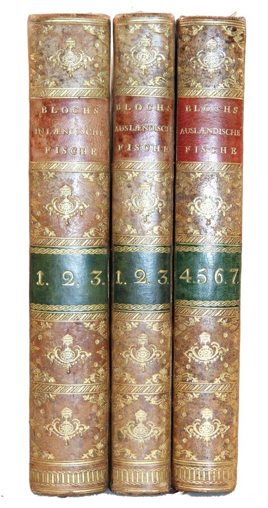 Große Abbildung Nr.2: 138-1769 Bloch,M.E.: (Zoologie, Fische)