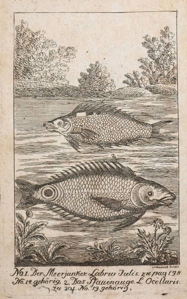 Große Abbildung Nr.1: 138-1772 (Scheuereck),F.A.: (Zoologie, Fische)