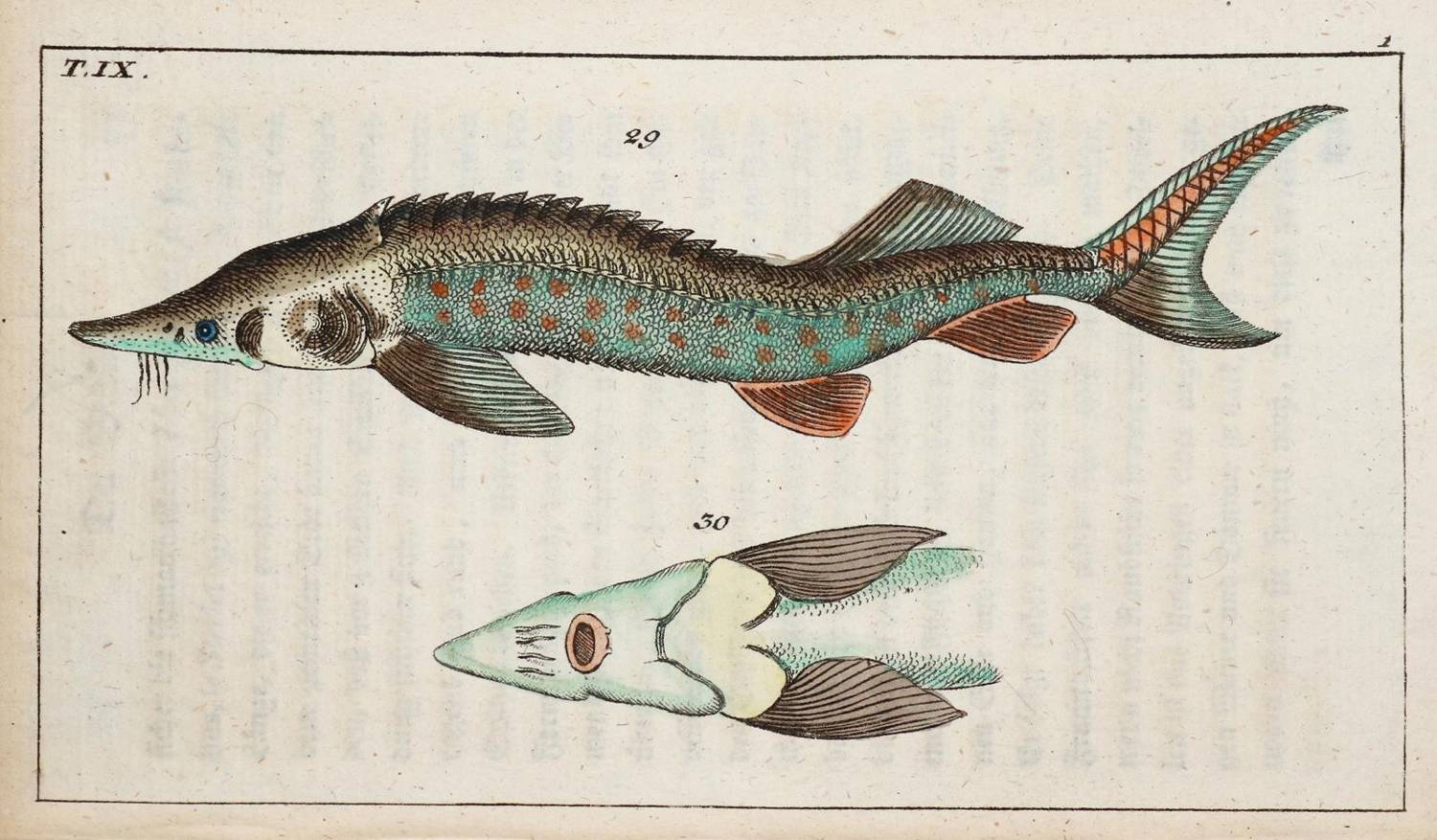 Große Abbildung Nr.1: 138-1774 (Wilhelm,G.T.).: (Zoologie, Fische)