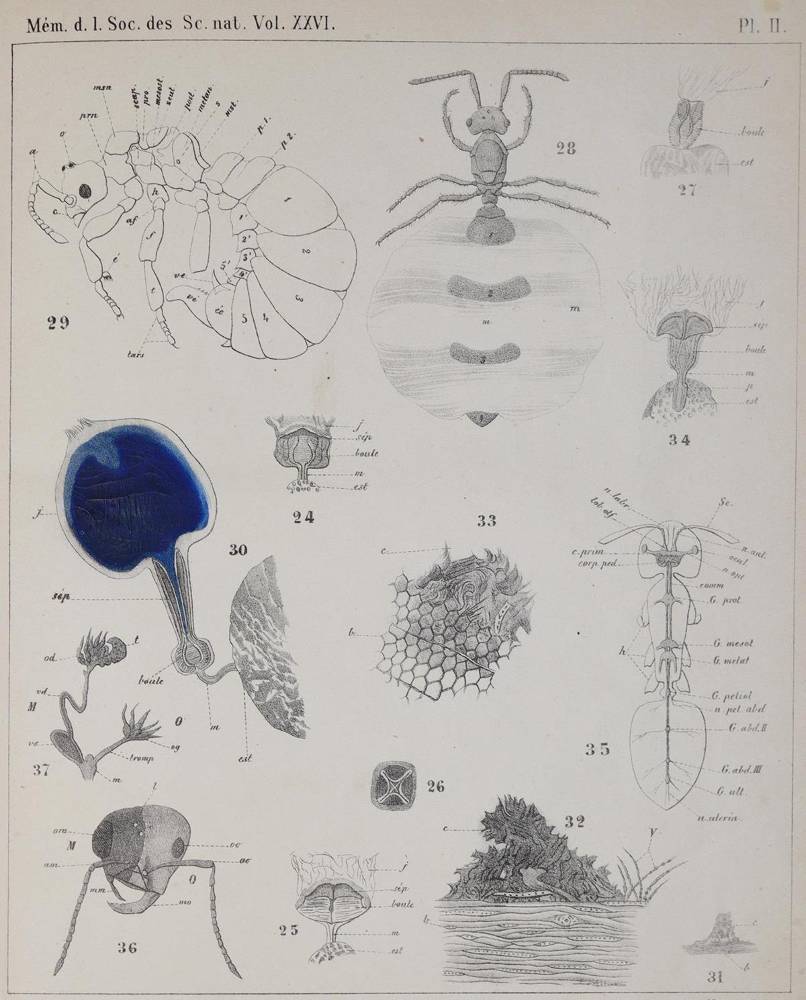 Große Abbildung Nr.2: 138-1777 Forel,A.: (Zoologie, Insekten)