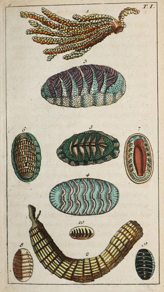 Große Abbildung Nr.1: 138-1779 (Wilhelm,G.T.).: (Zoologie, Insekten)