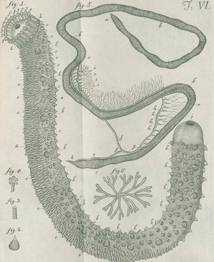 Große Abbildung Nr.2: 138-1782 Leske,N.G.: (Zoologie, Meerestiere)