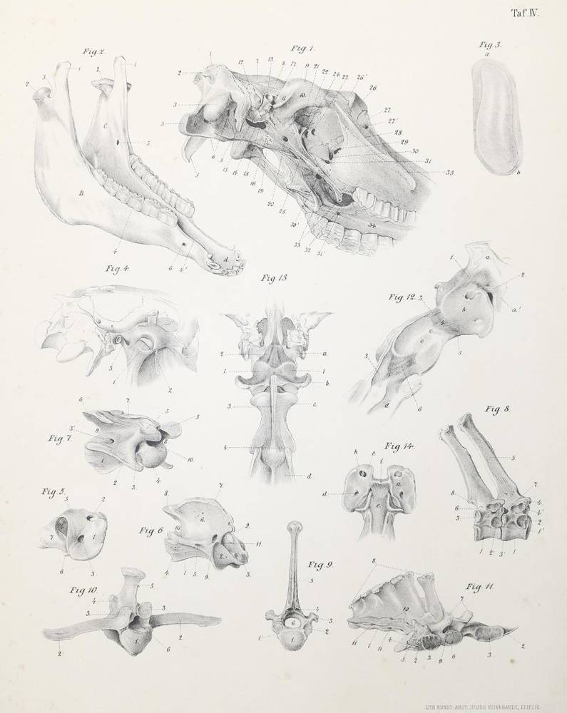 Große Abbildung Nr.1: 138-1787 Leisering,A.G.T.: (Zoologie, Pferde)