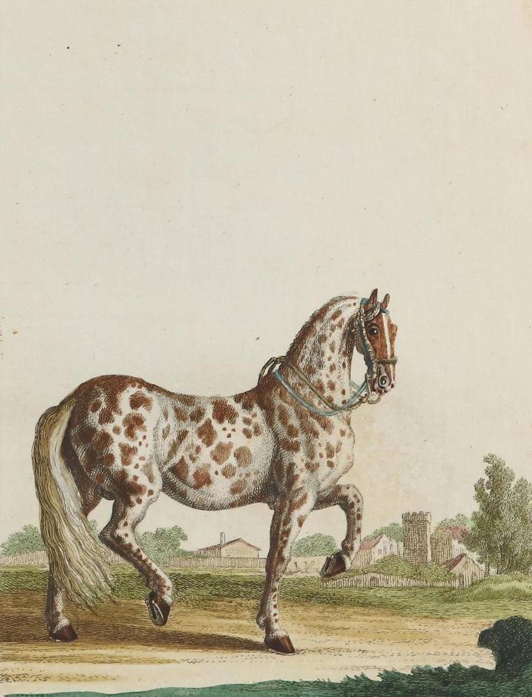 Große Abbildung Nr.11: 138-1788 Ridinger,J.E.: (Zoologie, Pferde)