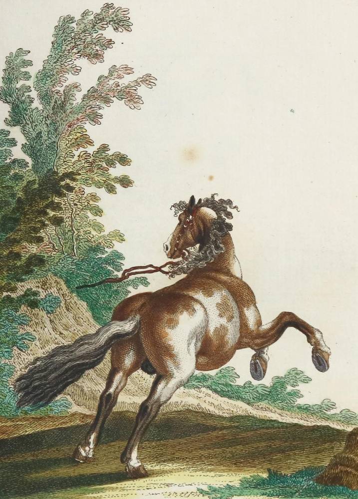 Große Abbildung Nr.8: 138-1788 Ridinger,J.E.: (Zoologie, Pferde)