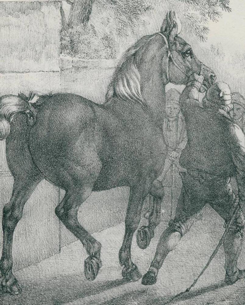Große Abbildung Nr.3: 138-1790 Volmar, Joseph Simon: (Zoologie, Pferde)