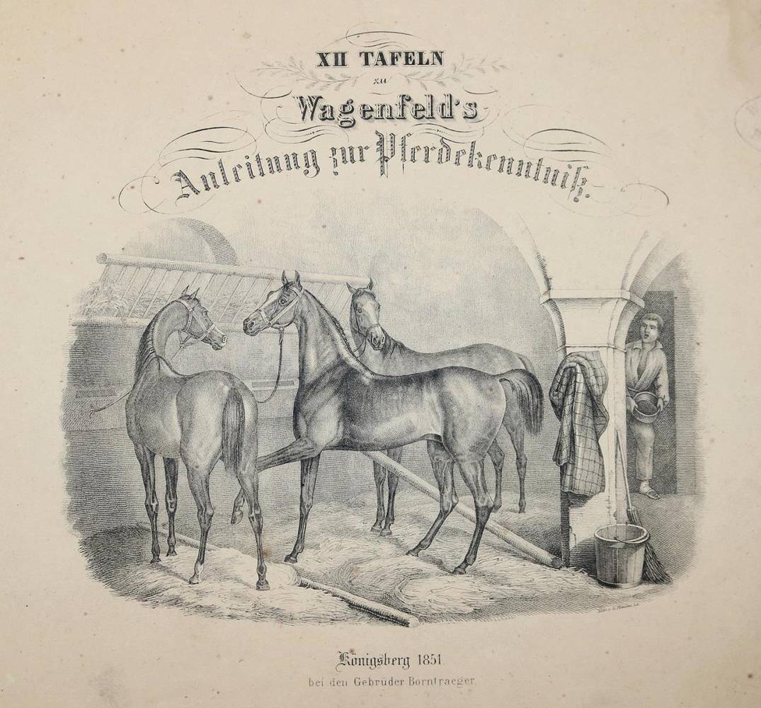 Große Abbildung Nr.2: 138-1791 Wagenfeld,(J.L.).: (Zoologie, Pferde)