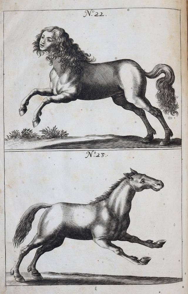 Große Abbildung Nr.5: 138-1792 Winter (von Adlersflügel),G.S.: (Zoologie, Pferde)