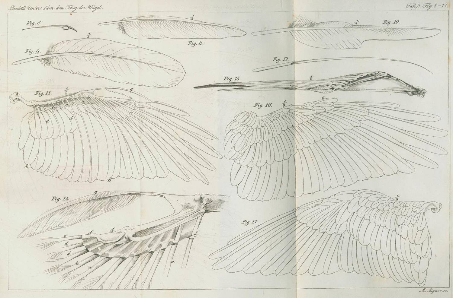 Große Abbildung Nr.2: 138-1795 Prechtl,J.J.: (Zoologie)
