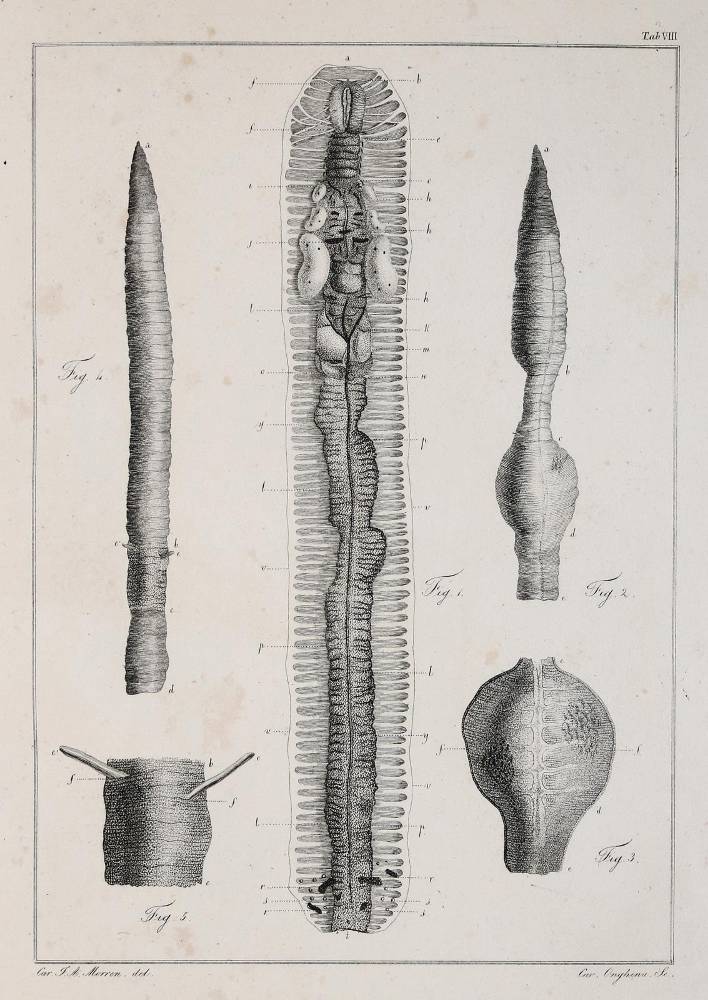 Große Abbildung Nr.1: 138-1796 Morren,C.F.A.: (Zoologie, Regenwurm)