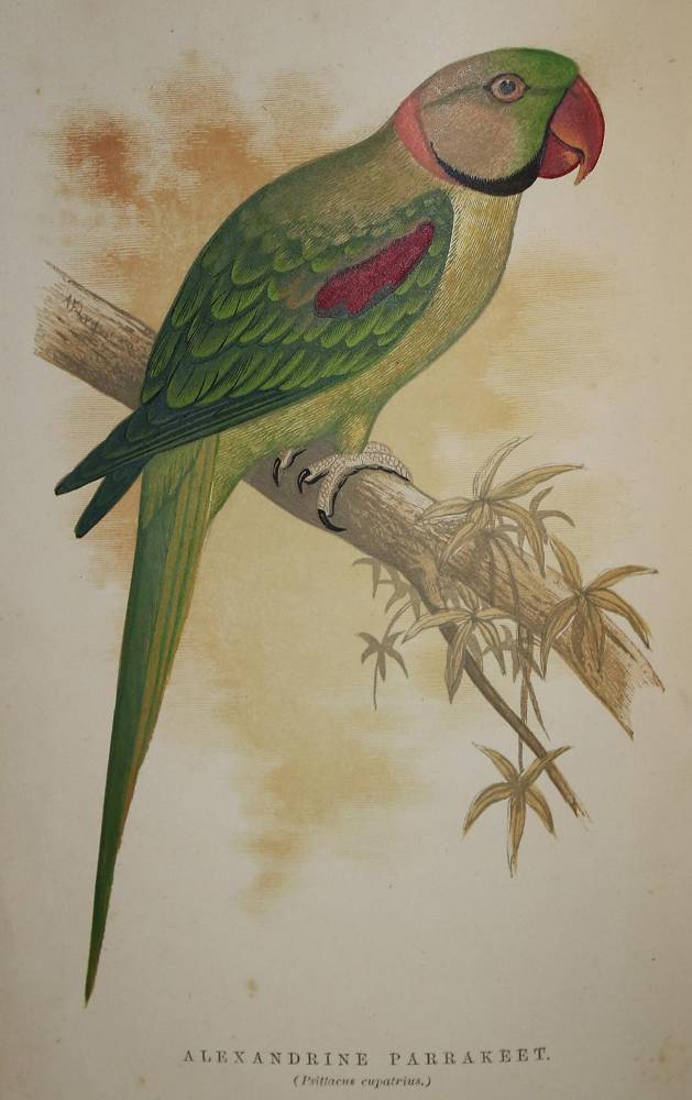Große Abbildung Nr.1: 138-1797 Sammlung: (Zoologie)