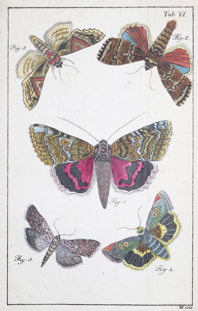 Große Abbildung Nr.1: 138-1798 Schott,J.J.: (Zoologie, Schmetterlinge)