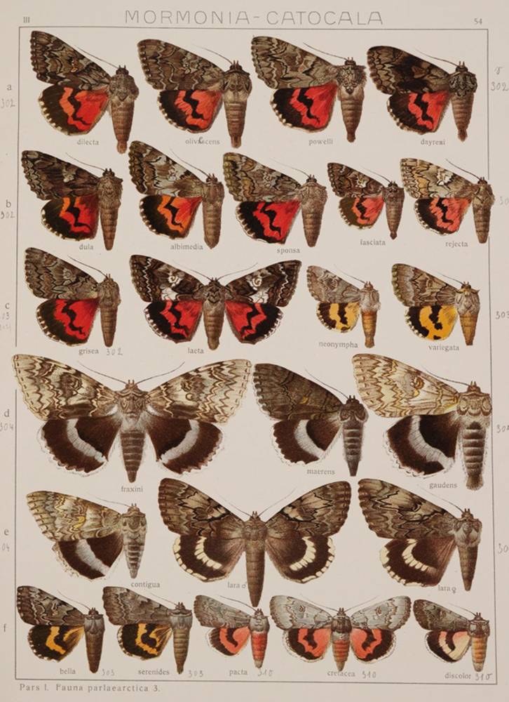 Große Abbildung Nr.1: 138-1799 Seitz,A.: (Zoologie, Schmetterlinge)
