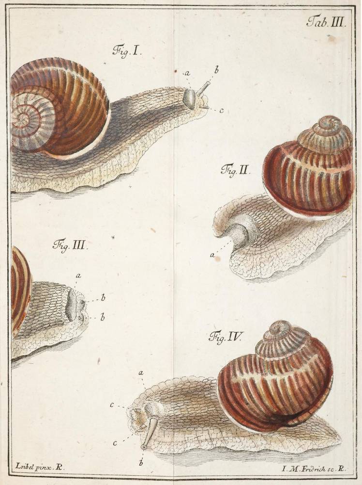 Große Abbildung Nr.1: 138-1801 Schäffer,J.C.: (Zoologie, Schnecken)