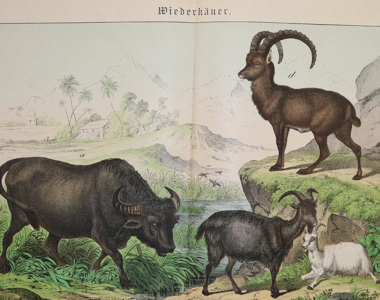 Große Abbildung Nr.1: 138-1802 Schubert,G.H.v.: (Zoologie)
