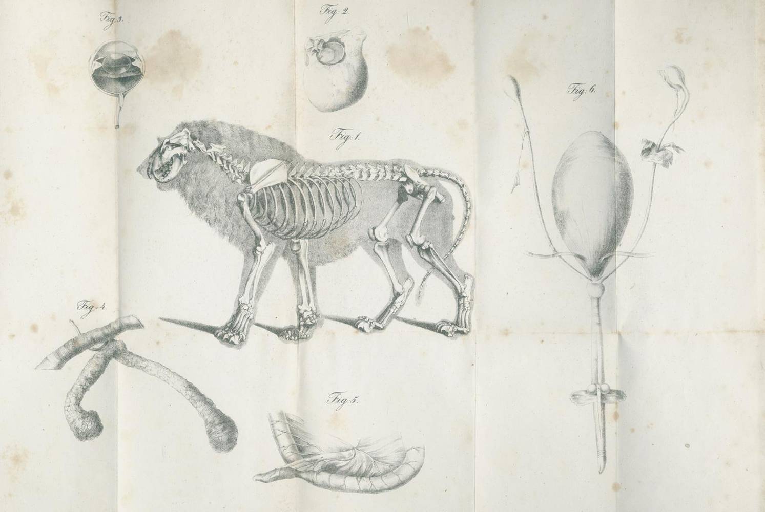 Große Abbildung Nr.2: 138-1804 Beyträge: (Zoologie, Tiger)