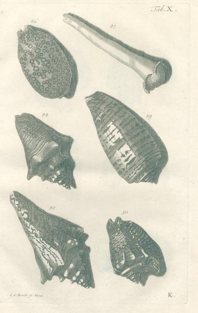 Große Abbildung Nr.3: 138-1805 Valentyn,F.: (Zoologie)