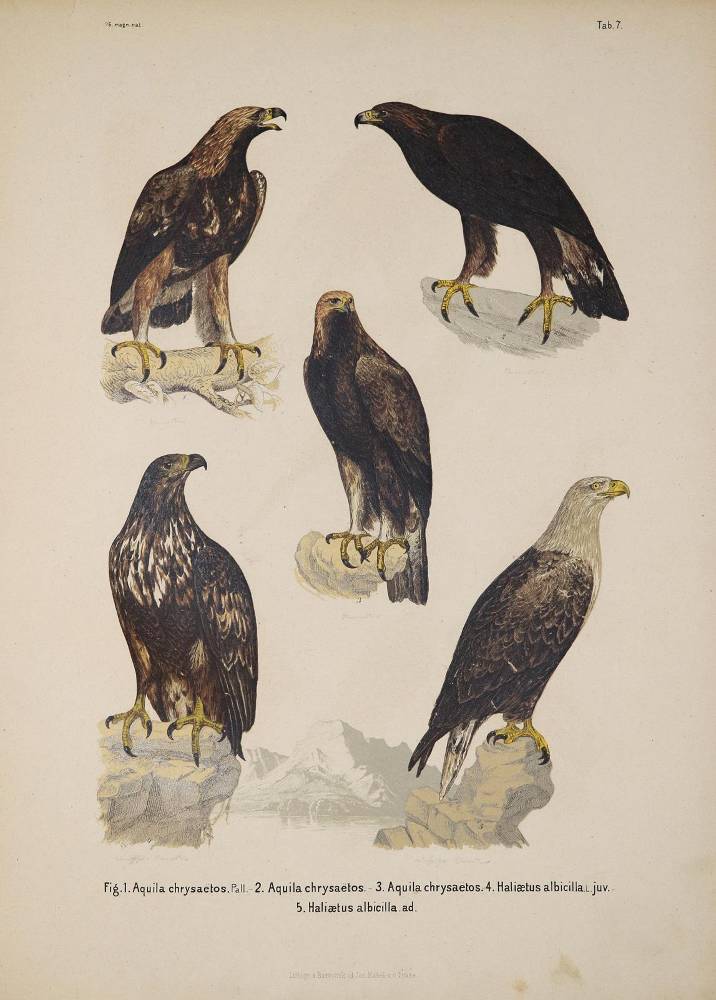 Große Abbildung Nr.1: 138-1807 Fritsch,A.: (Zoologie, Vögel)