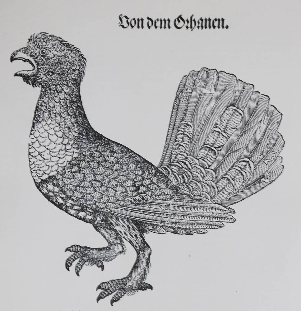Große Abbildung Nr.1: 138-1808 Gessner,C.: (Zoologie, Vögel)