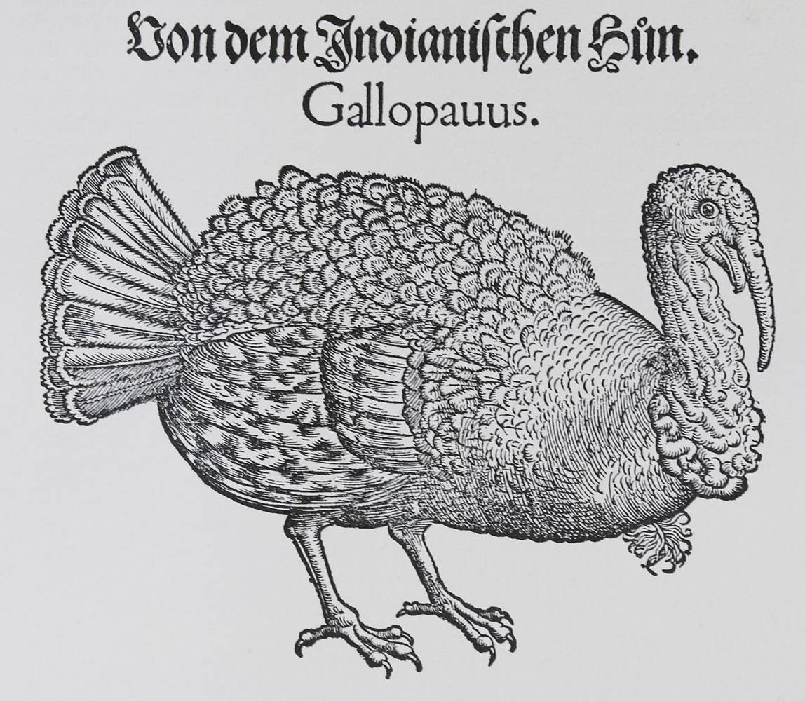 Große Abbildung Nr.2: 138-1808 Gessner,C.: (Zoologie, Vögel)