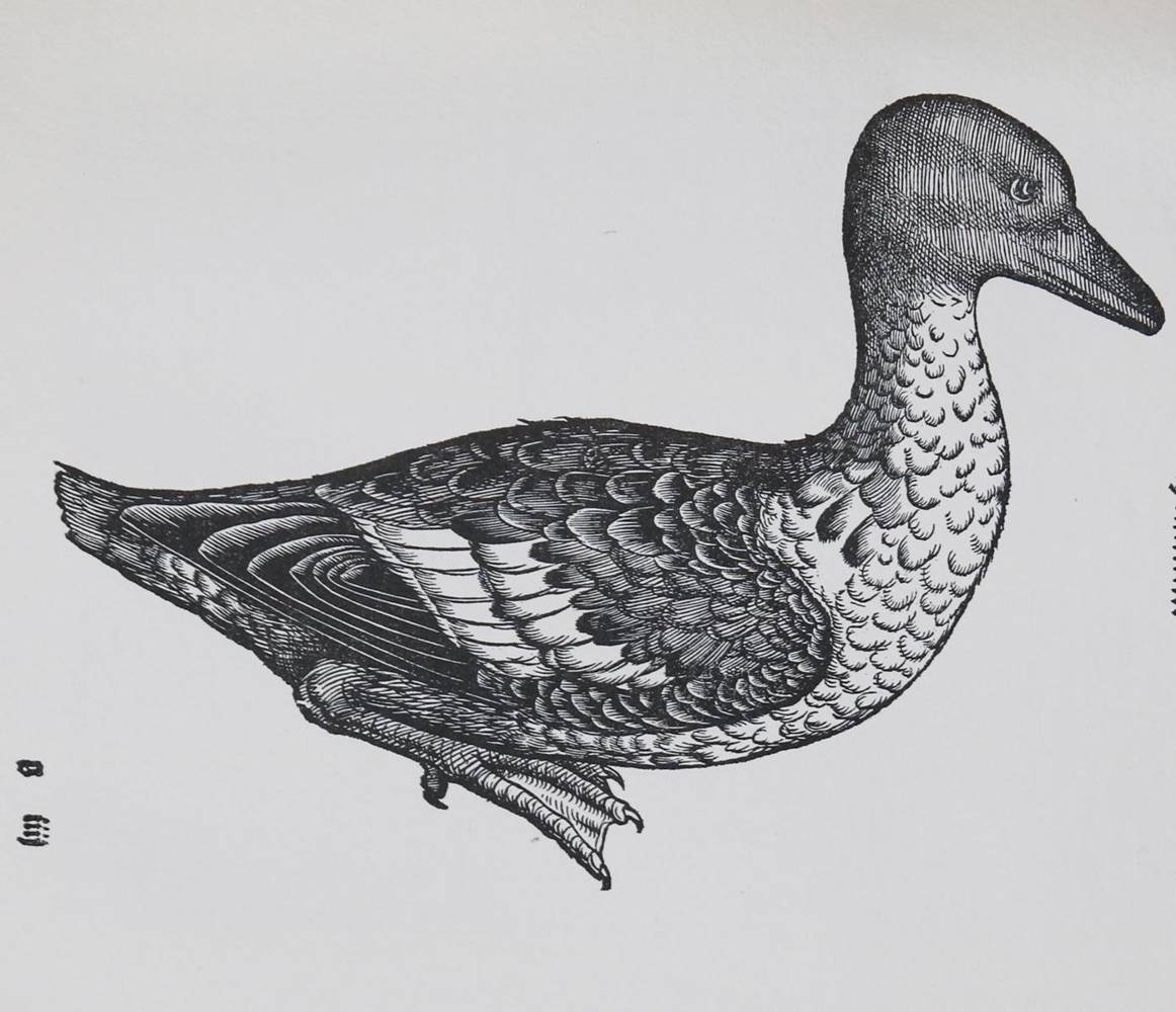 Große Abbildung Nr.3: 138-1808 Gessner,C.: (Zoologie, Vögel)