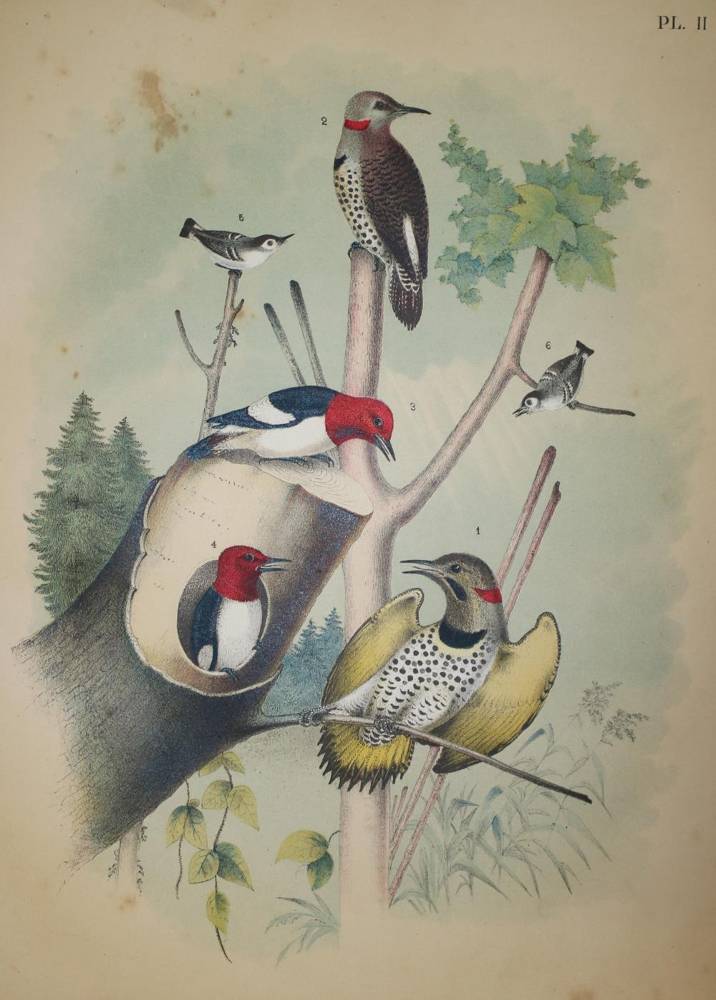 Große Abbildung Nr.1: 138-1810 Jasper,T.: (Zoologie, Vögel)