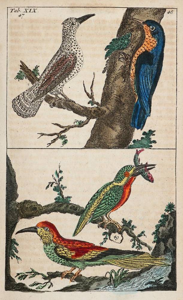 Große Abbildung Nr.1: 138-1814 (Wilhelm,G.T.).: (Zoologie, Vögel)