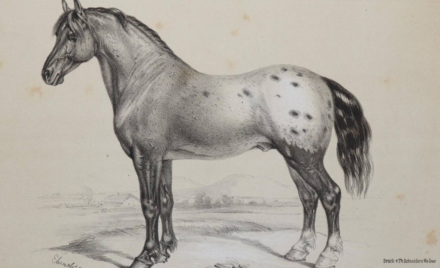 Große Abbildung Nr.1: 138-1815 Wachtler,G.v.: (Zoologie)
